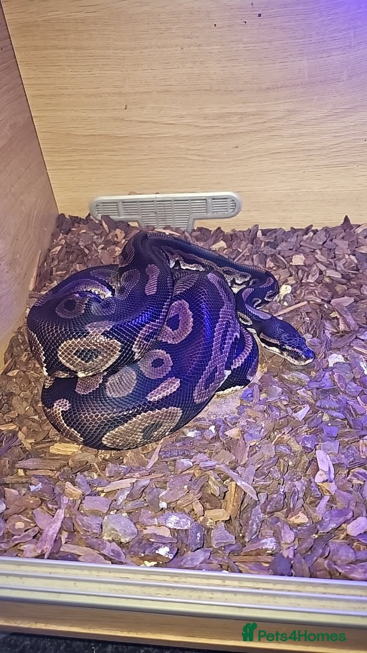 Python Snake reptiles 5-6 year old adult female royal python  - Advert 5