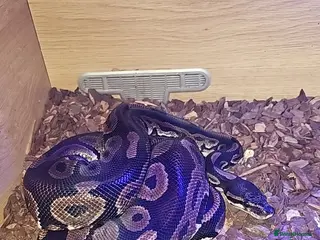 Python Snake reptiles 5-6 year old adult female royal python - Advert 5