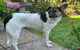 Border Collie dogs for adoption: Gwenny’s Story: One Hour From Death - Image 12