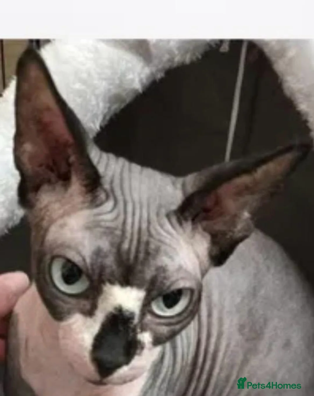 Sphynx cats for sale: 100% purebred SPHYNX kitten beautiful BLUE eyes - Advert 2