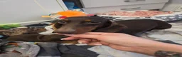 Miniature Dachshund dogs for sale: Kc Miniature Dachshund ❤️ - Advert 6