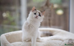 Ragdoll cats for sale: Rare colour GCCF kittens from Champion lines - Image 9