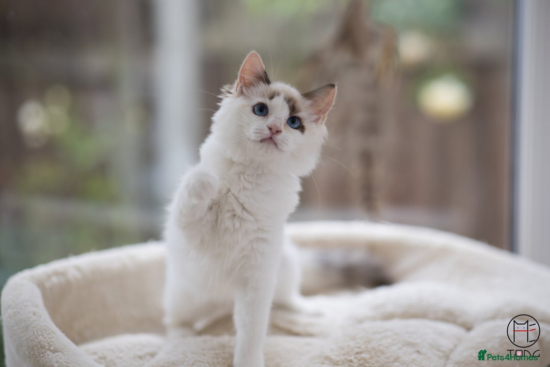 Ragdoll cats for sale: Rare colour GCCF kittens from Champion lines - Image 9