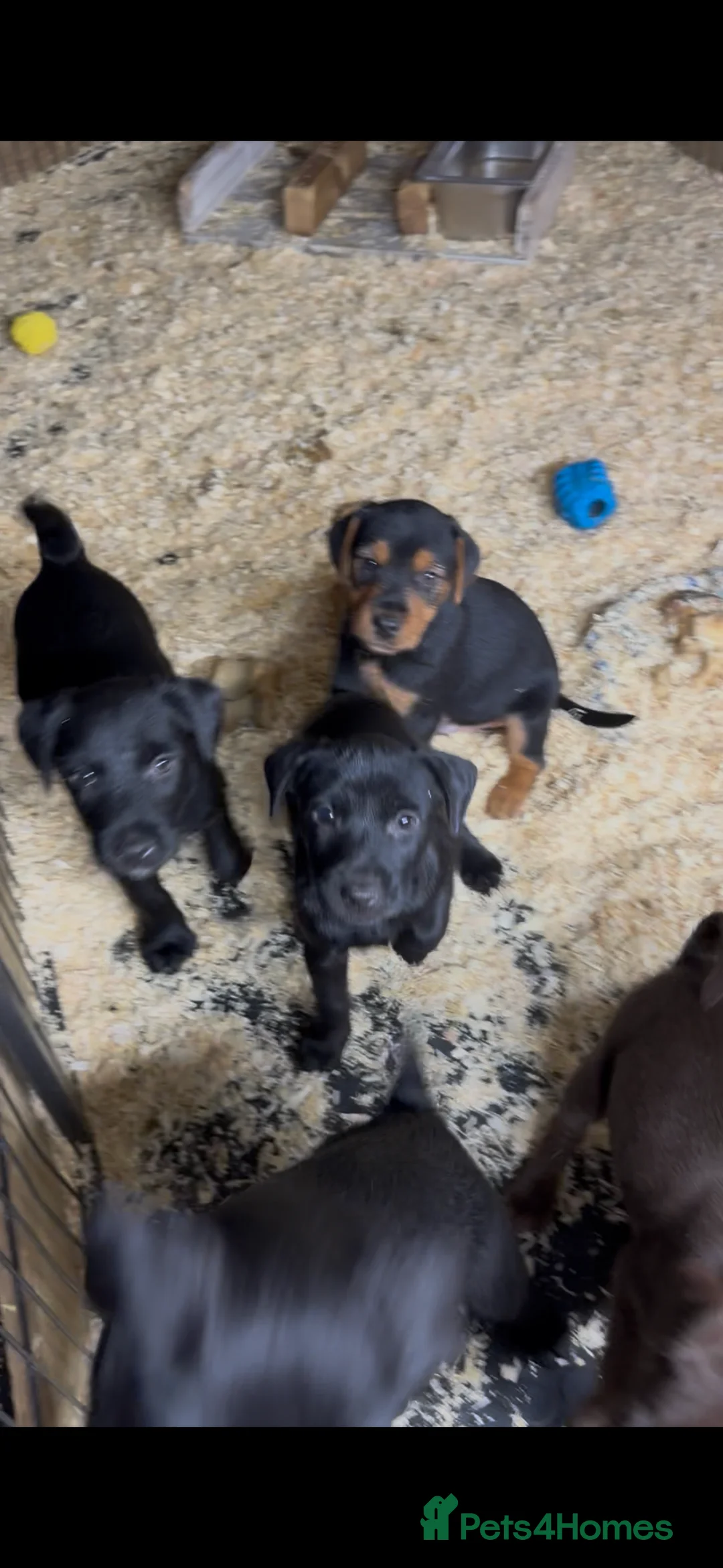 Patterjack dogs for sale: Gorgeous Patterjack Puppies for sale - Advert 4