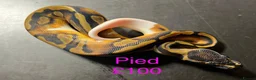 Python Snake reptiles for sale: Mixed juvinile royals - Advert 5