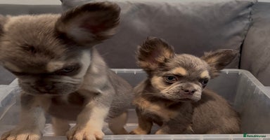 French Bulldog dogs - Advert 2