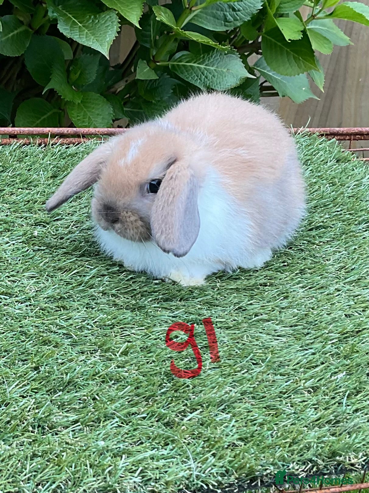 Mini Lop rabbits Pure bred mini lop baby Rabbits. - Advert 2