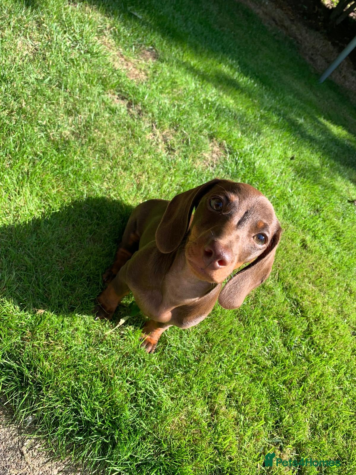 Miniature Dachshund dogs Miniature Dachshund Puppies - Advert 1