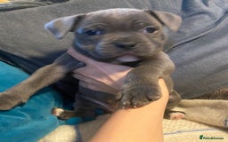 Staffordshire Bull Terrier dogs for sale: Amazing litter of blue staff pups ready to go  - Image 2