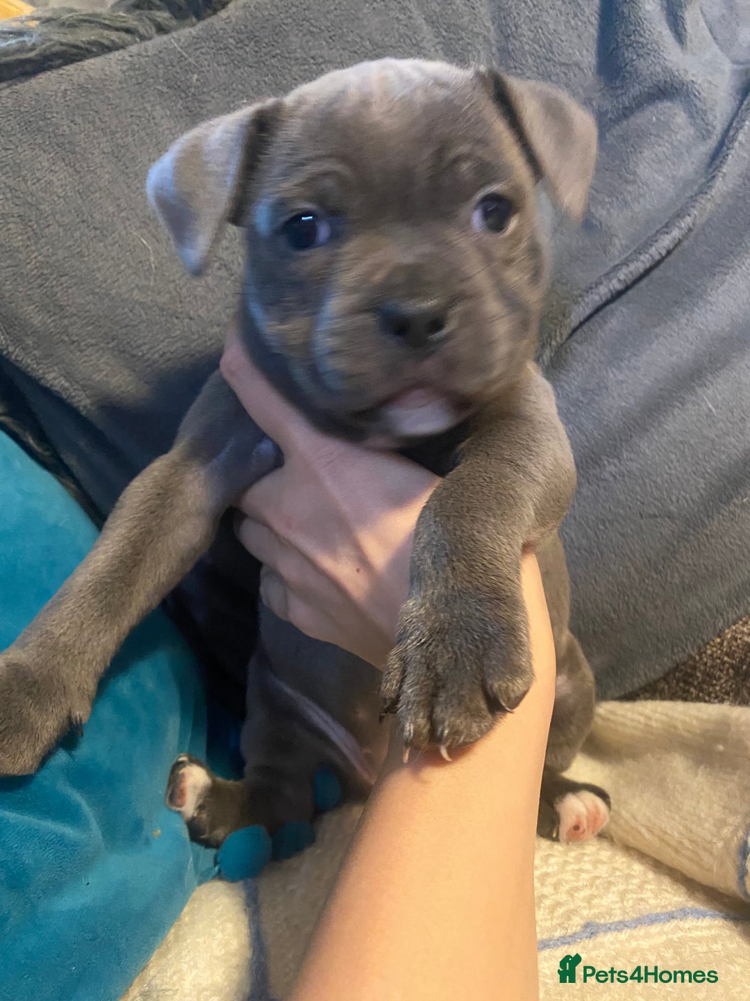 Staffordshire Bull Terrier dogs for sale: Amazing litter of blue staff pups ready to go  - Image 2