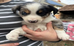 Border Collie dogs for sale: 6 Border Collie Pups for Sale ! - Image 10