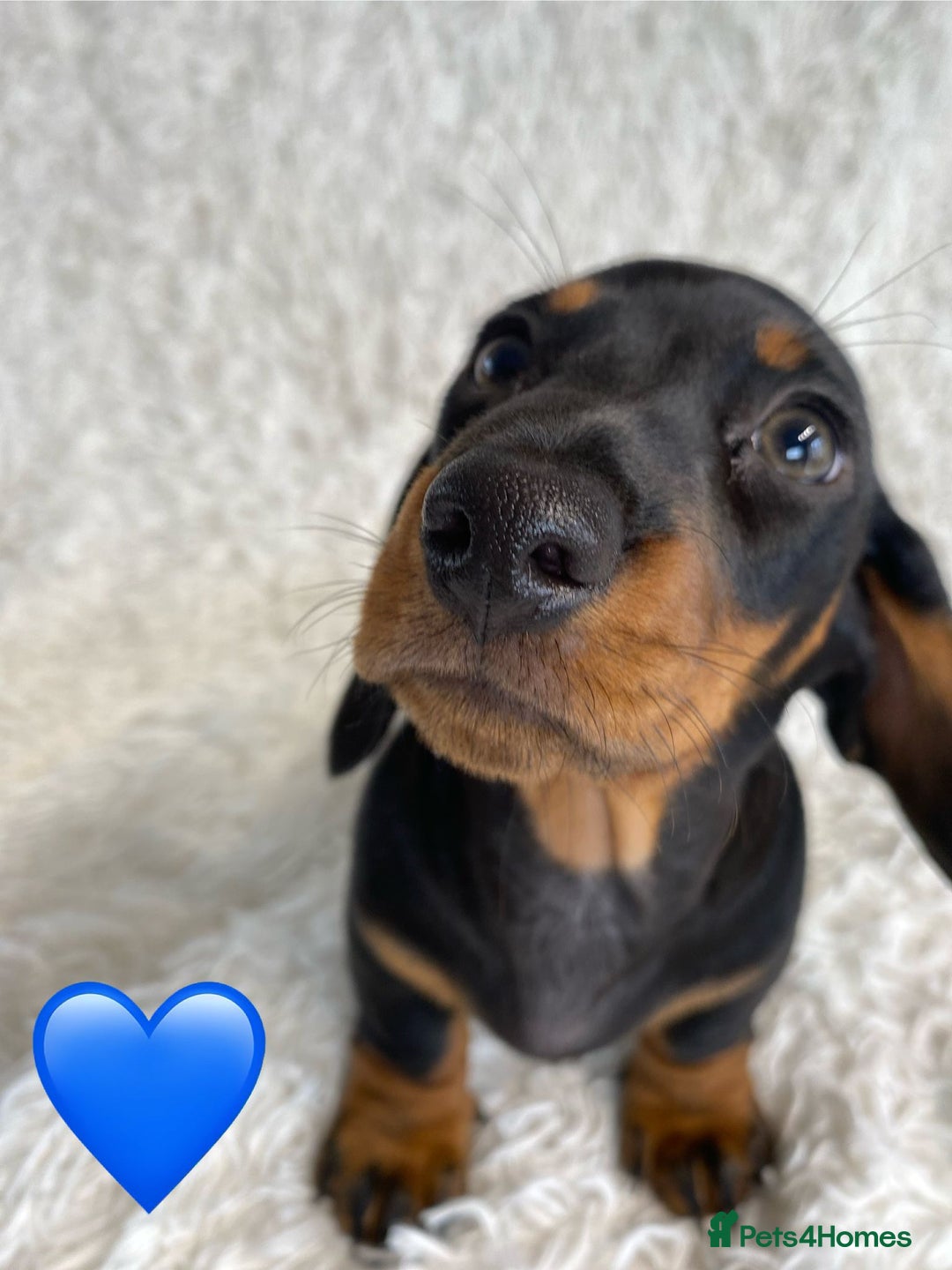 Miniature Dachshund dogs for sale: Miniature duscuhund  - Image 5