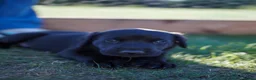 Labrador Retriever dogs for sale: Beautiful Black Labrador Pups  - Advert 8