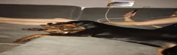 Dobermann dogs for sale: Doberman  female  9 month old - Advert 1