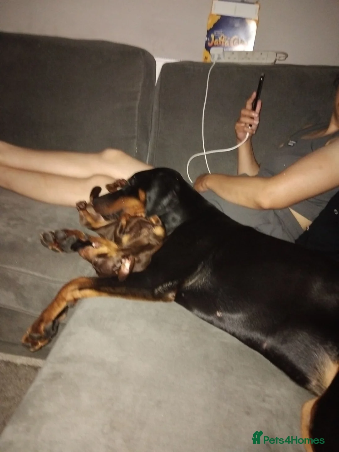 Dobermann dogs for sale: Doberman  female  9 month old - Advert 1