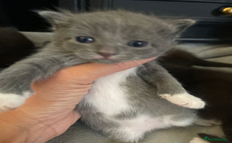 Domestic Shorthair cats - Advert 16