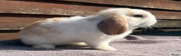 Mini Lop rabbits for sale: Baby mini lops  - Advert 5