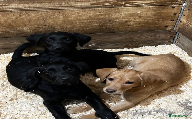 Labrador Retriever dogs - Advert 15