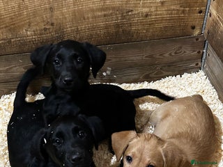 Labrador Retriever dogs Female Labrador puppies - Advert 6
