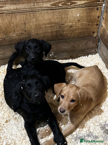 Labrador Retriever dogs - Advert 15