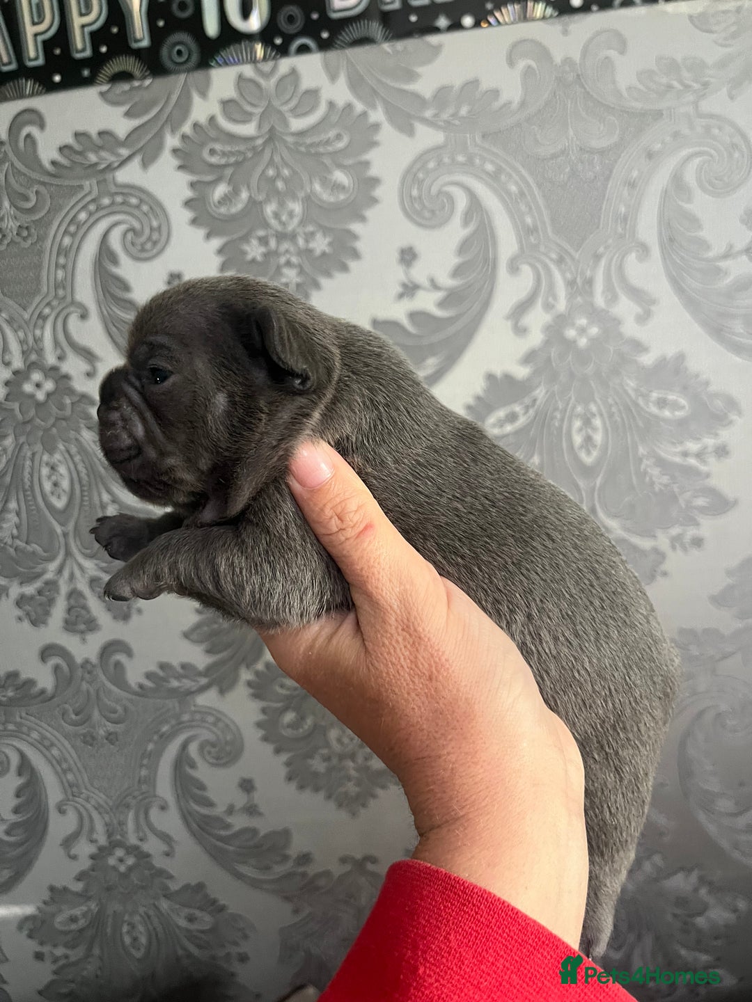 French Bulldog dogs for sale: Lilac Merle 🤍 - Image 6