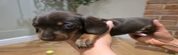 Miniature Dachshund dogs for sale: Mini Dachshund Chocolate/Tan Boy - KC Registered - Advert 9