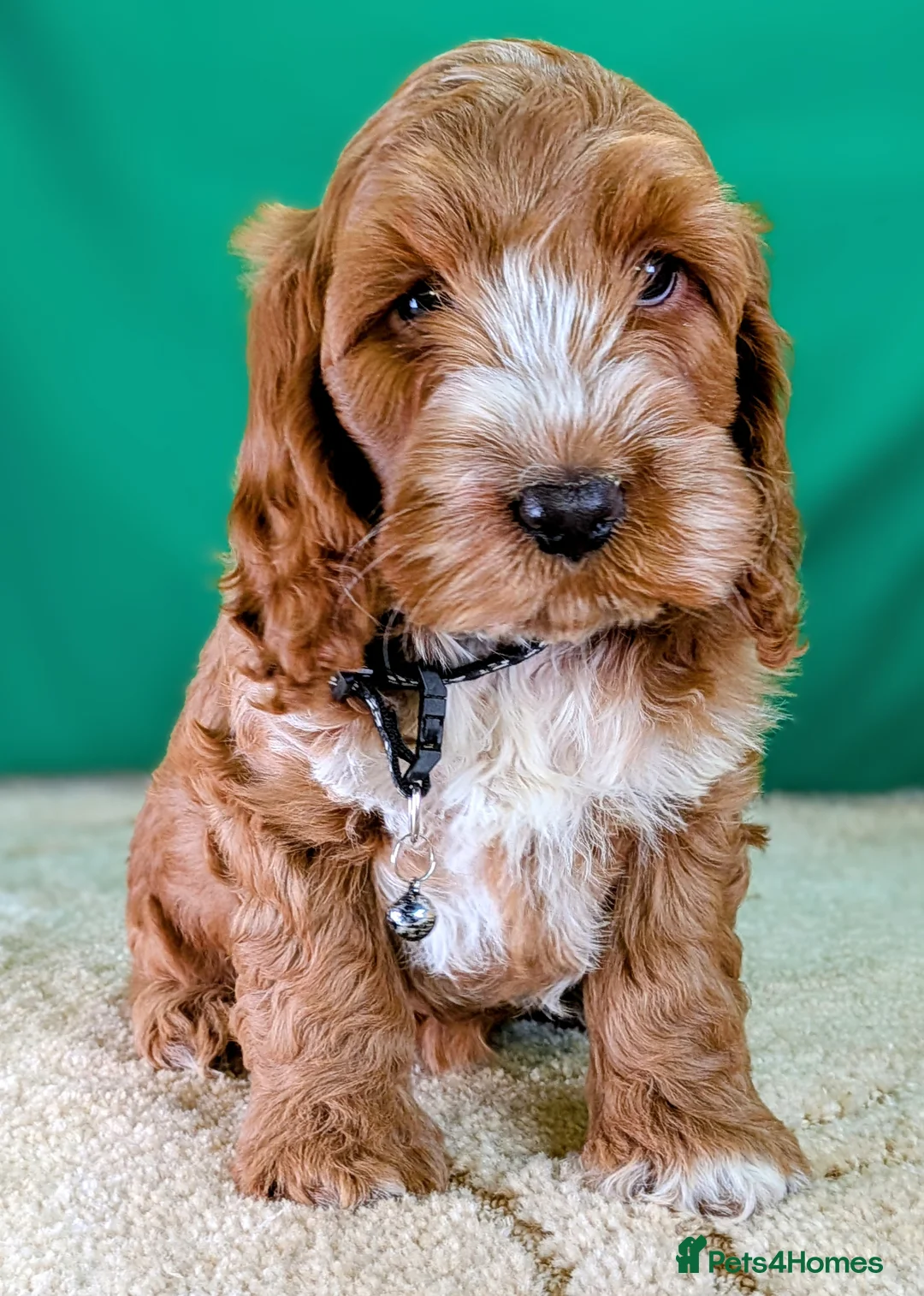 Cockapoo dogs for sale: 🐾 Your New Best Friend is Waiting! 🐾 - Advert 1