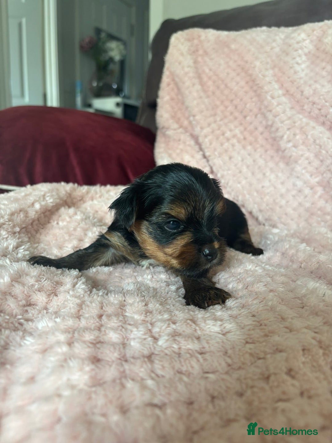 Yorkshire Terrier dogs for sale: Miniature Yorkshire Terrier Puppies  - Image 26
