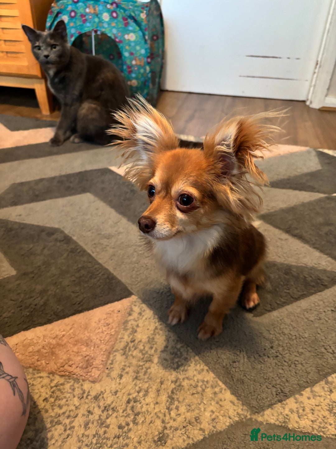 Pomchi dogs for sale: Female Pomchi and Shichon  **  - Advert 2