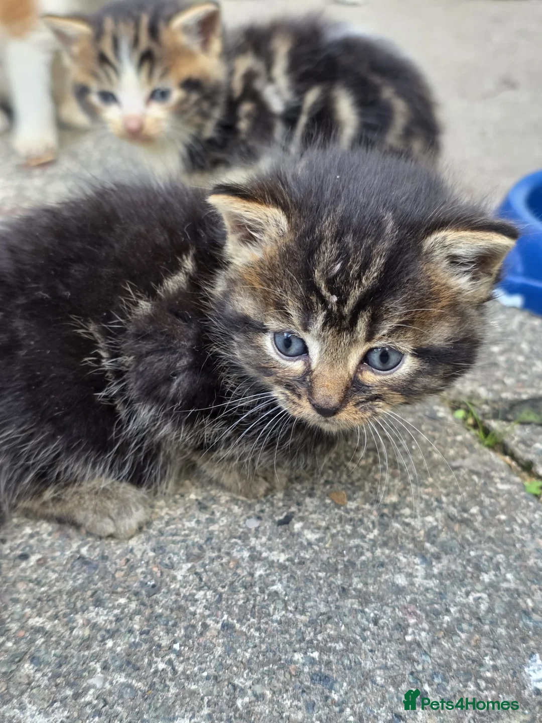 British Shorthair cats for sale: 4 1 month old kittens  - Advert 2