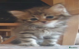 Siberian cats for sale: Pure gorgeous Siberian Kittens, Hypoallergenic - Image 23