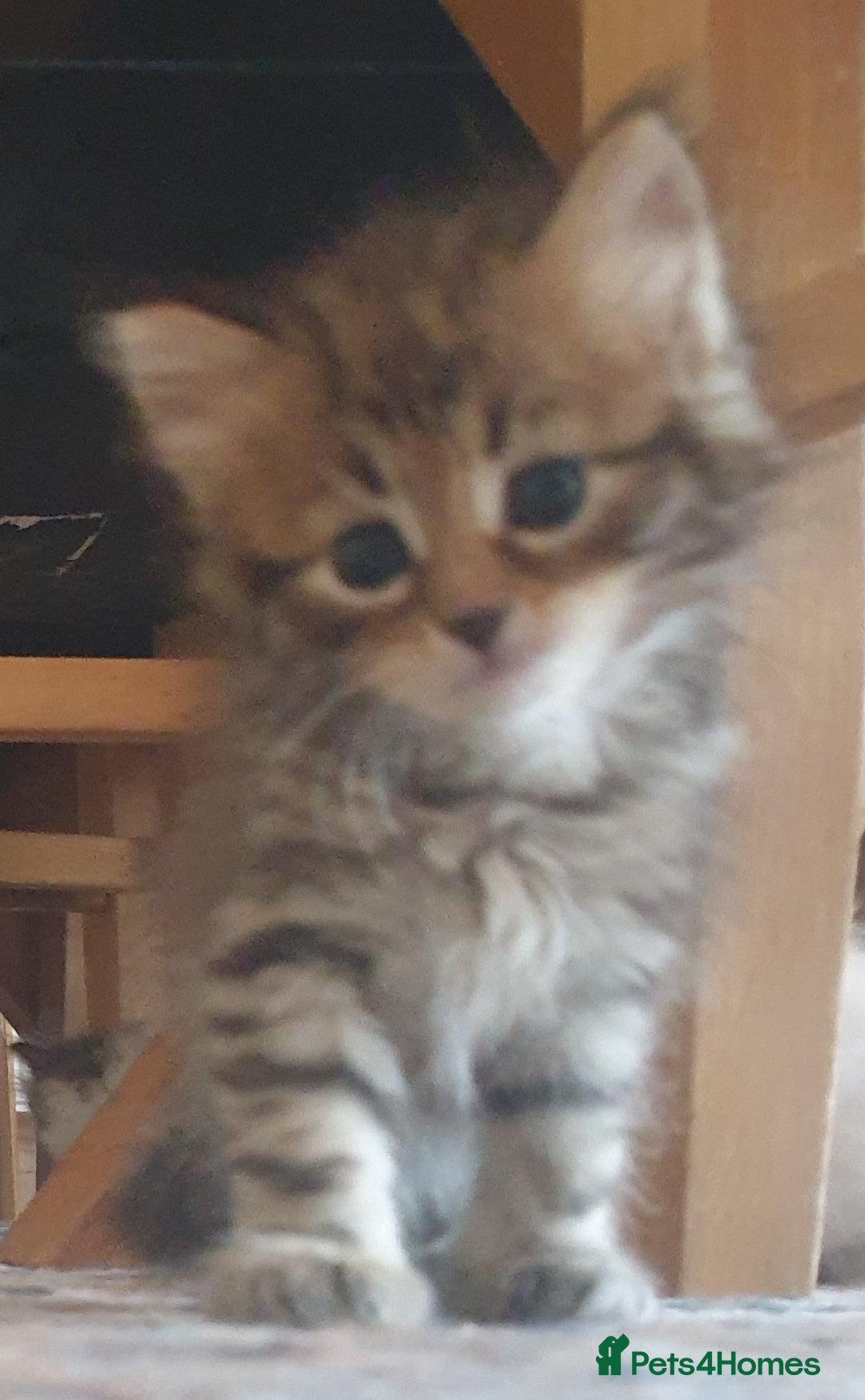 Siberian cats for sale: Pure gorgeous Siberian Kittens, Hypoallergenic - Image 23