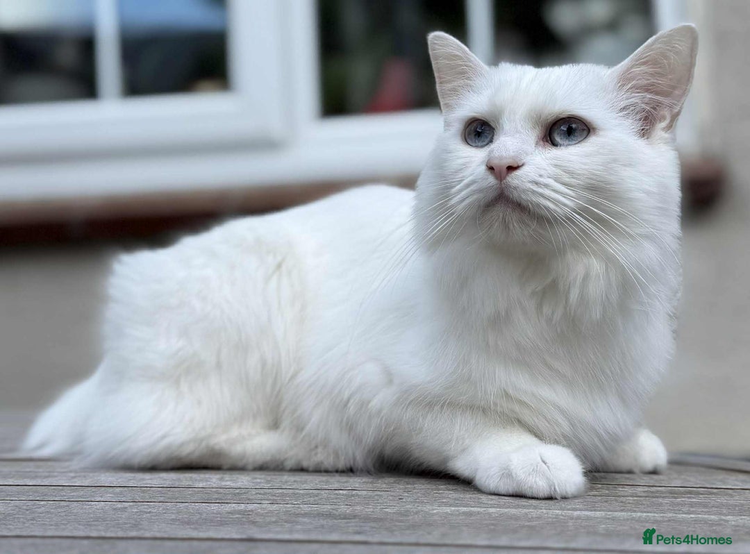 Mixed Breed cats for sale: Lovely Half-Persian cat looking for a new home  - Advert 4