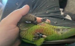 Conures birds for sale: Hand reared very tame conure - Image 11