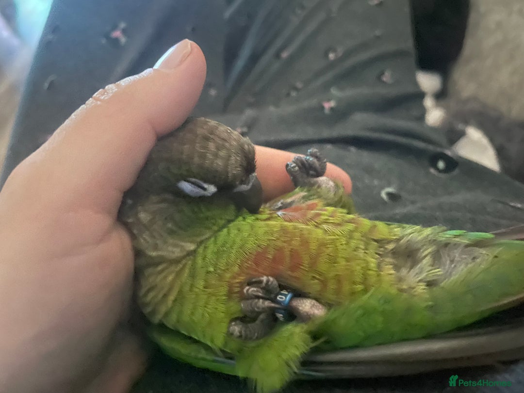 Conures birds for sale: Hand reared very tame conure - Image 11