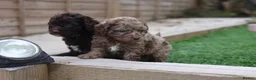 Cavapoo dogs for sale: F1 rare chocolate/choc Merle Cavapoo pups - Advert 14