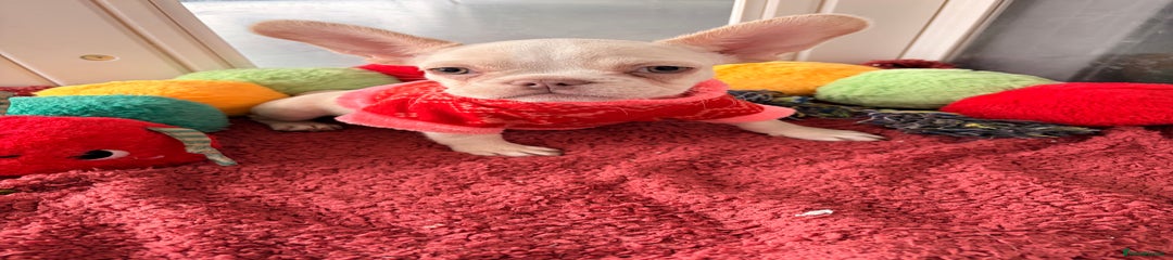 French Bulldog Puppy 1