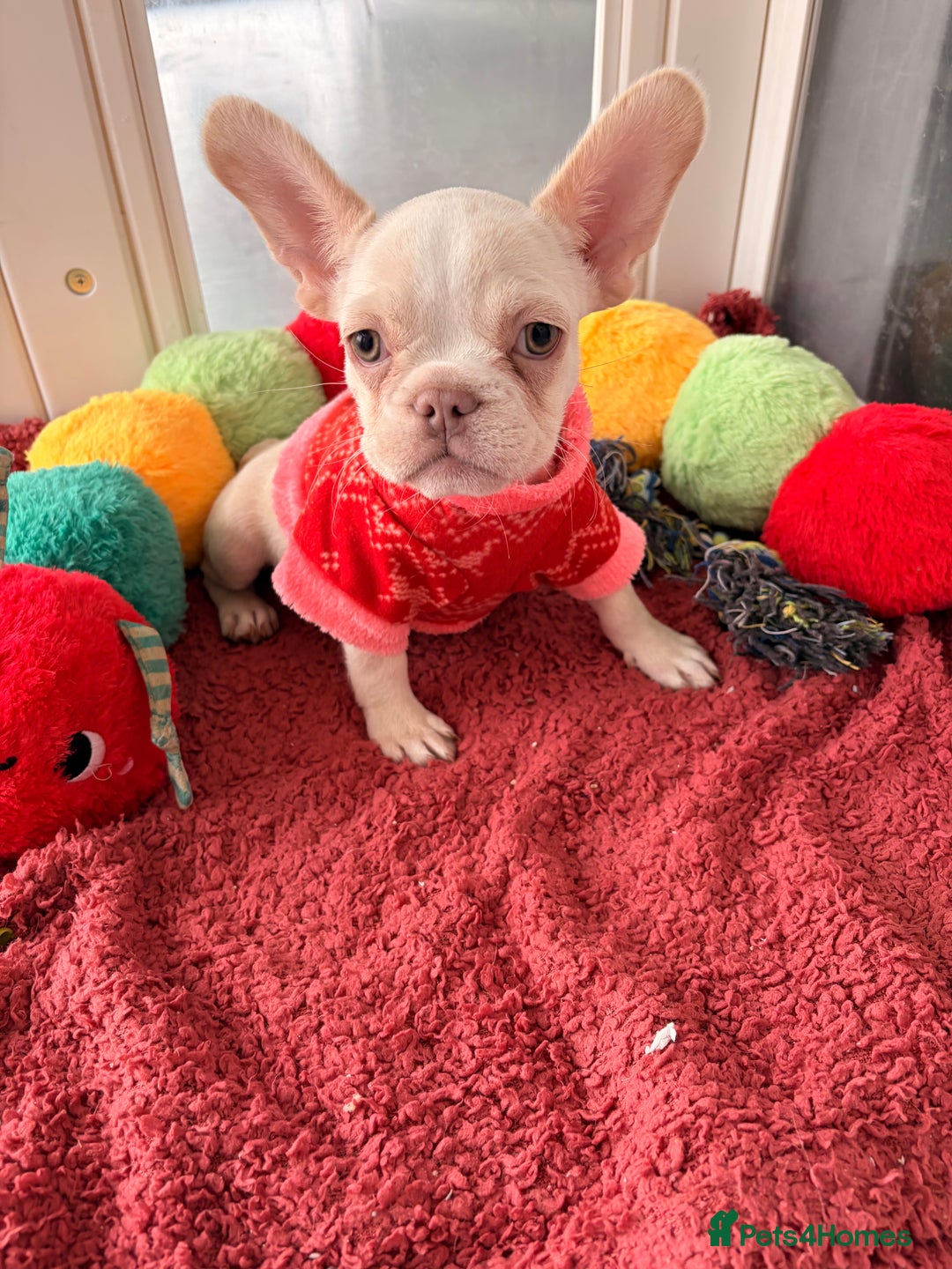 French Bulldog dogs for sale: Platinum French Bulldog Puppies – Ready  - Advert 6