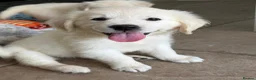 Golden Retriever dogs for sale: Lovely, confident playful puppies - Advert 19