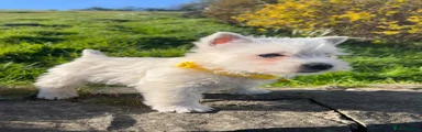 West Highland Terrier Puppy 3