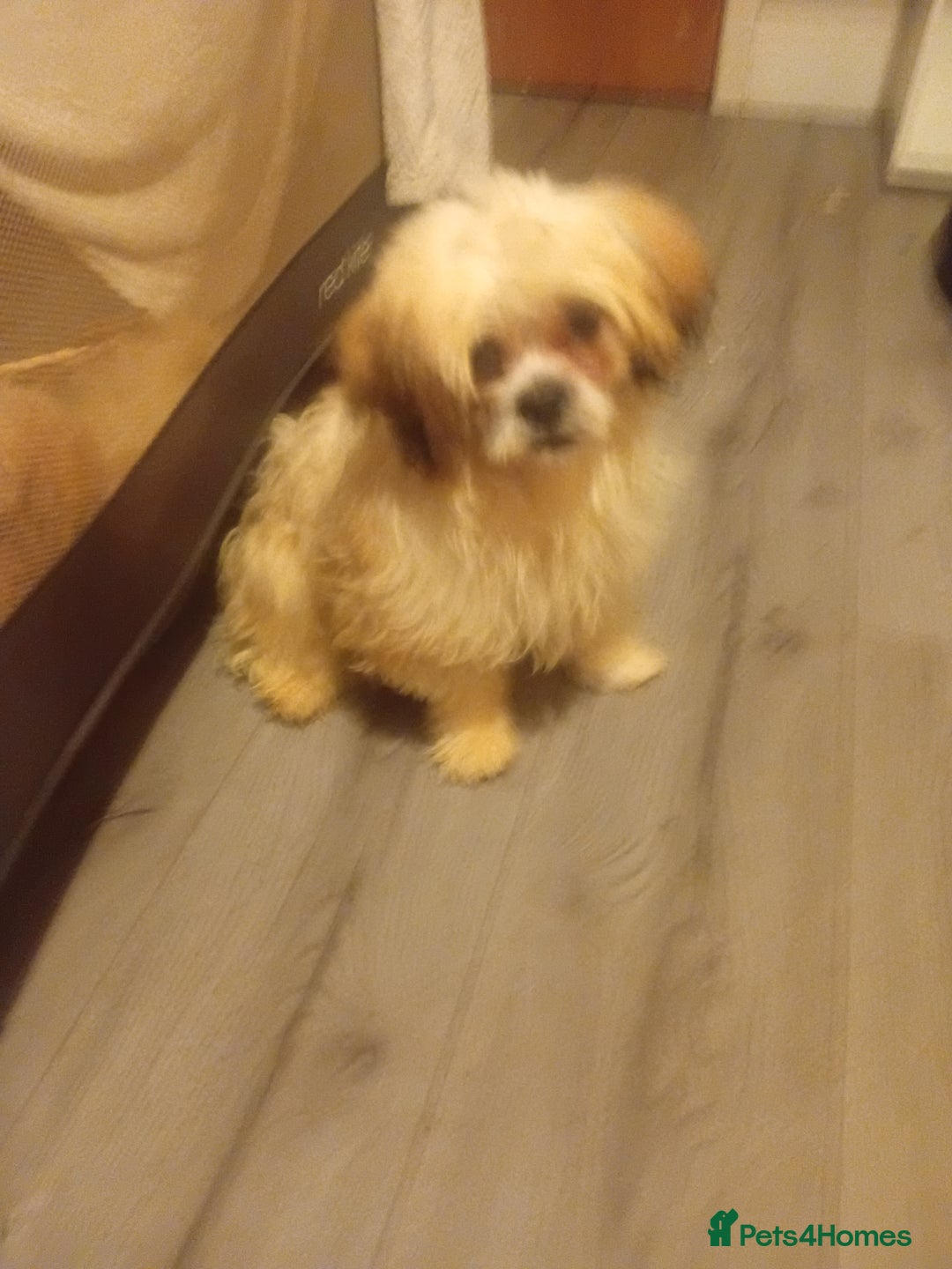 Mixed Breed dogs for sale: malres/Hasa Apso puppies  - Advert 1