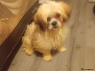 Mixed Breed dogs malres/Hasa Apso puppies - Advert 2
