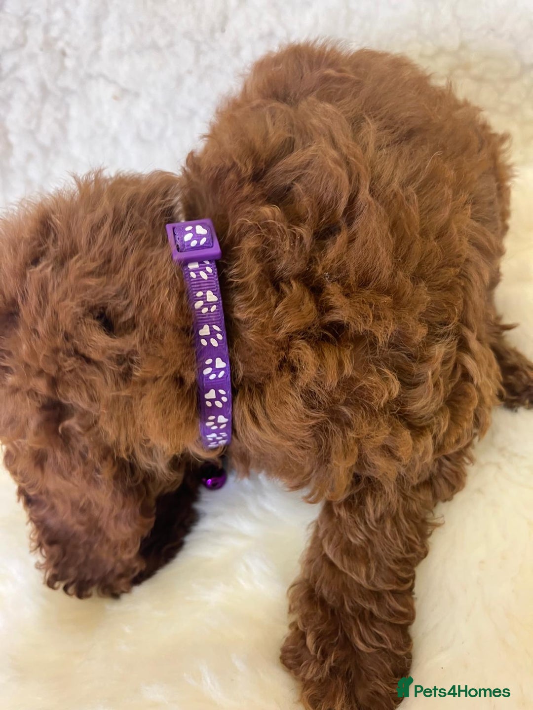 Goldendoodle dogs for sale: Outstanding Quality health tested Goldendoodles  - Image 11