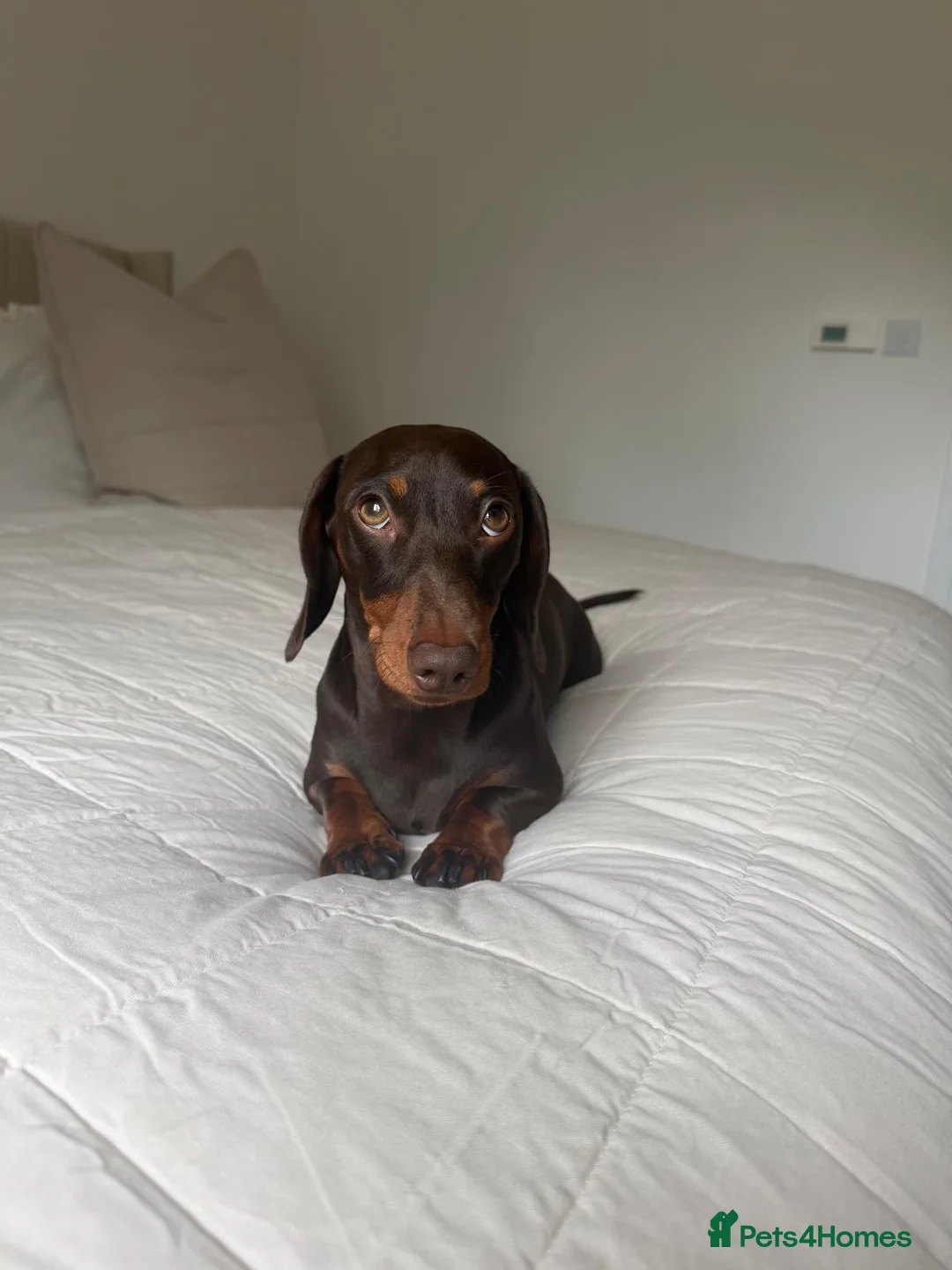 Dachshund dogs for stud: Woody in Frinton-on-Sea - Advert 2