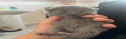 British Shorthair cats for sale: Beautiful British Shorthair Kittens  in Burton-on-Trent - Advert 17