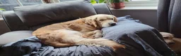 Golden Retriever dogs for sale: KC Registered Golden Retrievers !  - Advert 2