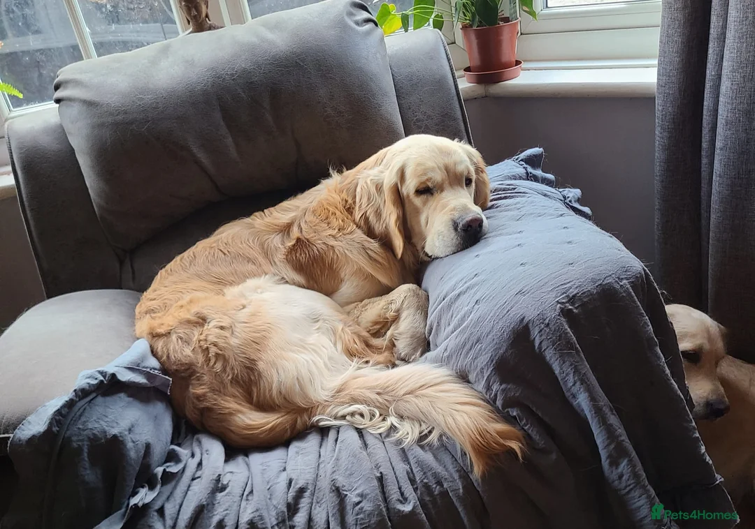Golden Retriever dogs for sale: KC Registered Golden Retrievers !  - Advert 2