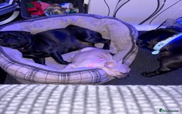 Pug dogs for sale: Female pug  - Advert 6