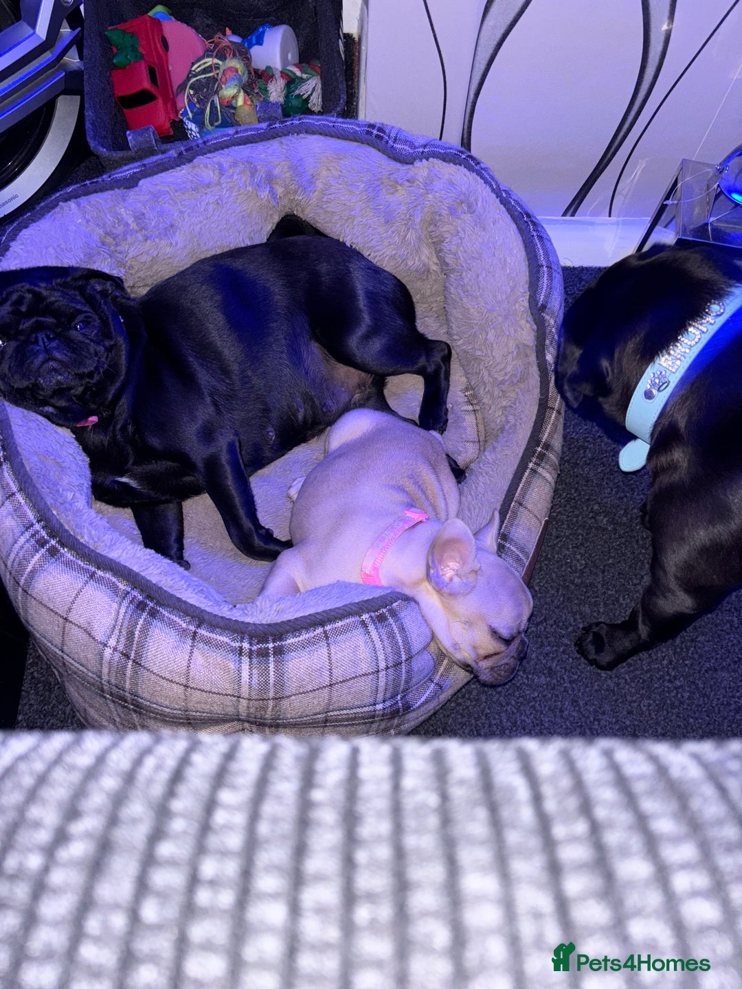 Pug dogs for sale: Female pug  - Advert 6