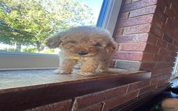 Cockapoo dogs for sale: 8 beautiful, stunning cockapoo  - Image 7